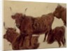 Studies of Highland Cattle by Richard Ansdell