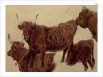 Studies of Highland Cattle by Richard Ansdell