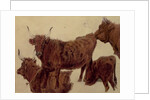 Studies of Highland Cattle by Richard Ansdell