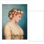 Stephanotis by Agnes Nicholl