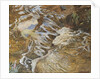 The Water-sprite by John Byam Liston Shaw