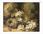 Primroses and Bird's Nests on a Mossy Bank, 1882 by Oliver Clare