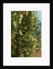 Hops, 1882 by Philip Hermogenes Calderon