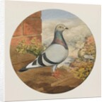 Racing Pigeons, Paris to London, 1880 by Henry Stephen Ludlow