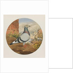 Racing Pigeons, Paris to London, 1880 by Henry Stephen Ludlow