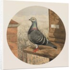 Racing Pigeons, Paris to London, 1880 by Henry Stephen Ludlow