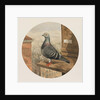 Racing Pigeons, Paris to London, 1880 by Henry Stephen Ludlow