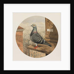 Racing Pigeons, Paris to London, 1880 by Henry Stephen Ludlow