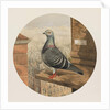 Racing Pigeons, Paris to London, 1880 by Henry Stephen Ludlow