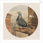 Racing Pigeons, Paris to London, 1880 by Henry Stephen Ludlow