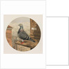 Racing Pigeons, Paris to London, 1880 by Henry Stephen Ludlow