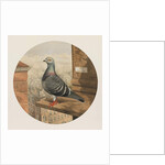 Racing Pigeons, Paris to London, 1880 by Henry Stephen Ludlow