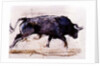Charging Bull, 1998 by Mark Adlington