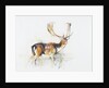Study of a Stag by Mark Adlington