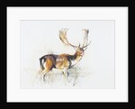 Study of a Stag by Mark Adlington