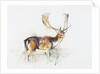 Study of a Stag by Mark Adlington