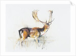 Study of a Stag by Mark Adlington