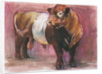 Zeus, Red Belted Galloway Bull, 2006 by Mark Adlington