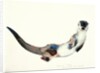 Curious Otter, 2003 by Mark Adlington