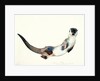 Curious Otter, 2003 by Mark Adlington