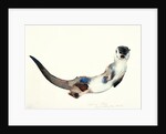 Curious Otter, 2003 by Mark Adlington