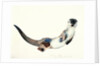 Curious Otter, 2003 by Mark Adlington