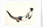 Curious Otter, 2003 by Mark Adlington