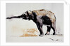 Indian Elephant, Khana by Mark Adlington