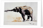 Indian Elephant, Khana by Mark Adlington