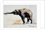 Indian Elephant, Khana by Mark Adlington
