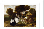 Two Rabbits in a Landscape, c.1650 by Haarlem School