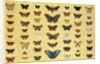 A collage of butterflies and moths by French School