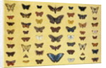A collage of butterflies and moths by French School
