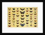 A collage of butterflies and moths by French School