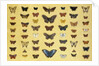 A collage of butterflies and moths by French School