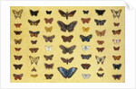 A collage of butterflies and moths by French School