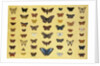 A collage of butterflies and moths by French School