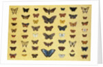 A collage of butterflies and moths by French School