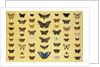 A collage of butterflies and moths by French School