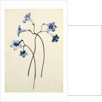 Streptocarpus, c.1790 by German School