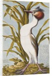 Great Crested Grebe c.1748 by German School