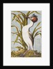 Great Crested Grebe c.1748 by German School
