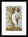 Great Crested Grebe c.1748 by German School