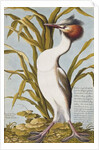Great Crested Grebe c.1748 by German School