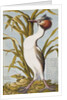 Great Crested Grebe c.1748 by German School