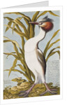 Great Crested Grebe c.1748 by German School