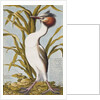 Great Crested Grebe c.1748 by German School