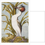 Great Crested Grebe c.1748 by German School