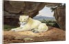 Lioness by Samuel Howitt