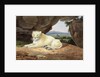 Lioness by Samuel Howitt